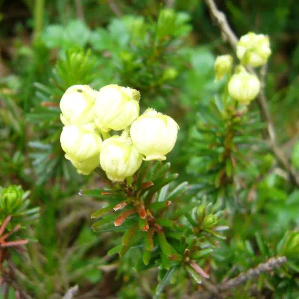 アオノツガザクラ