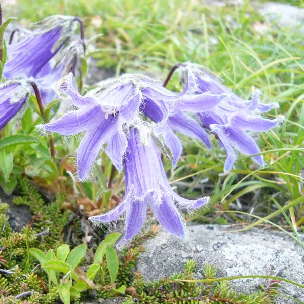 チシマギキョウ