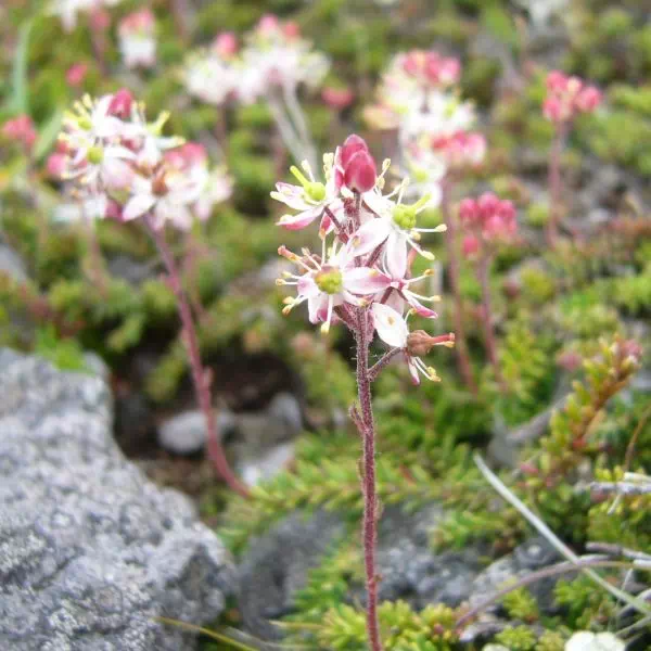 チシマツガザクラ