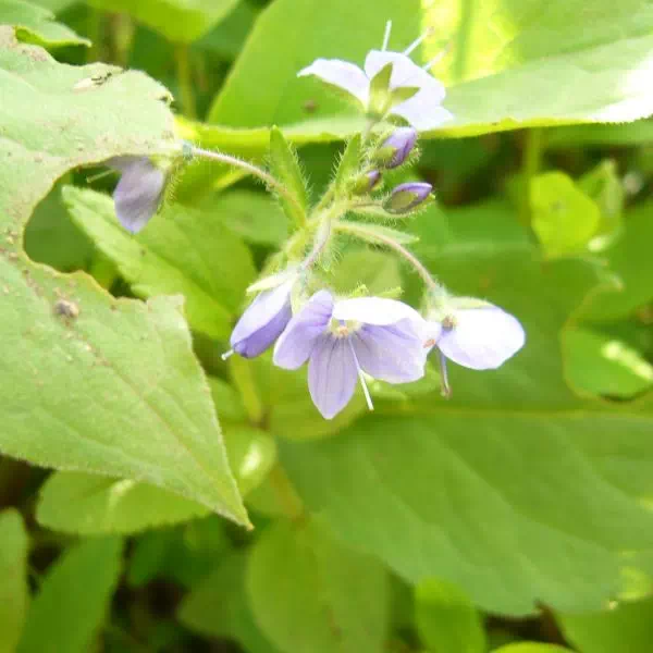 エゾヒメクワガタ