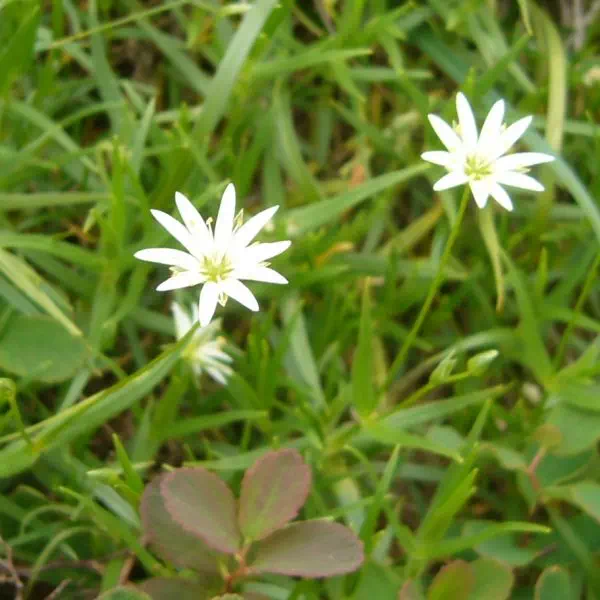 エゾイワツメクサ