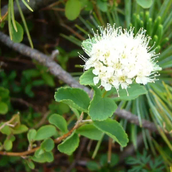 エゾマルバシモツケ