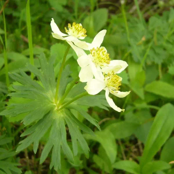 エゾノハクサンイチゲ