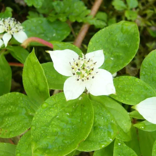 ゴゼンタチバナ