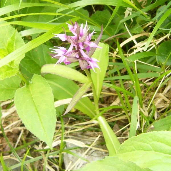 ハクサンチドリ