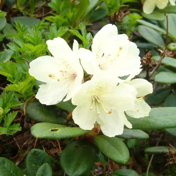 キバナシャクナゲ