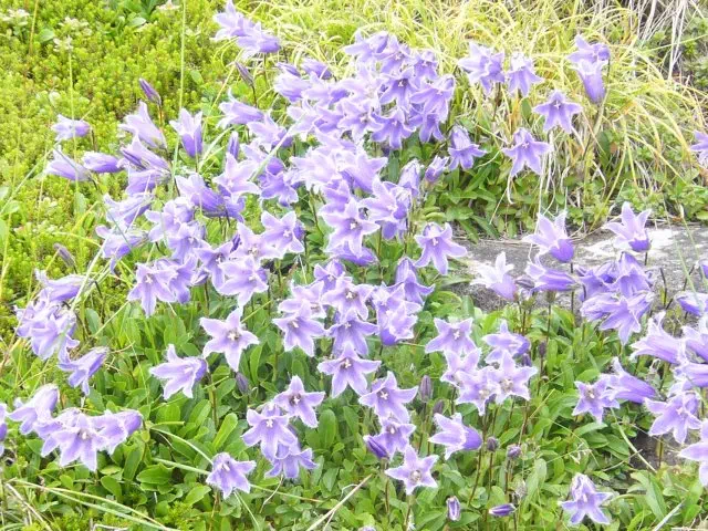 キキョウの群落 キキョウの群落