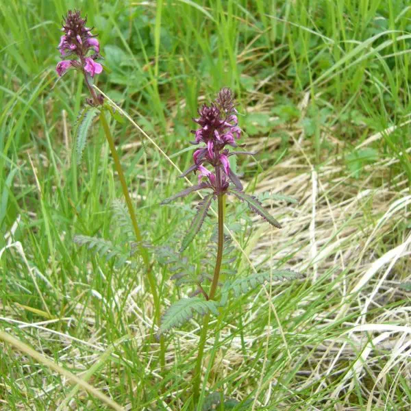 キタヨツバシオガマ