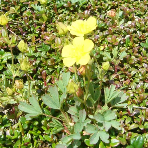 メアカンキンバイ