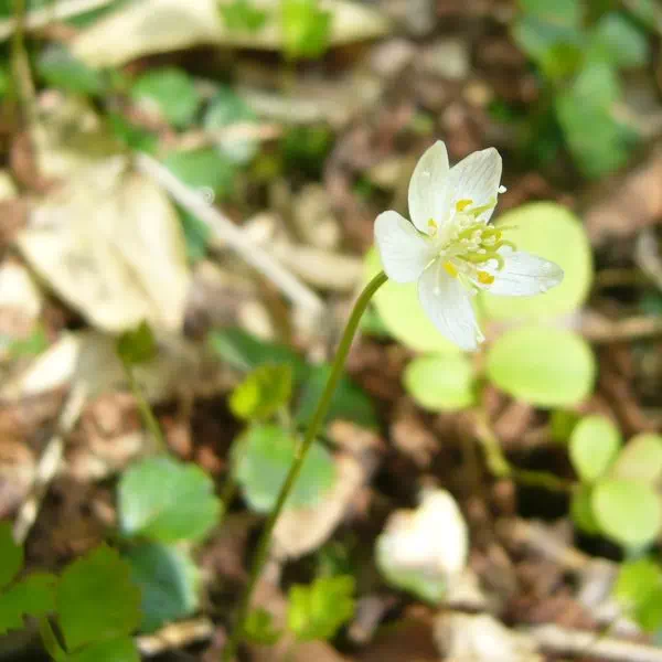 ミツバオウレン