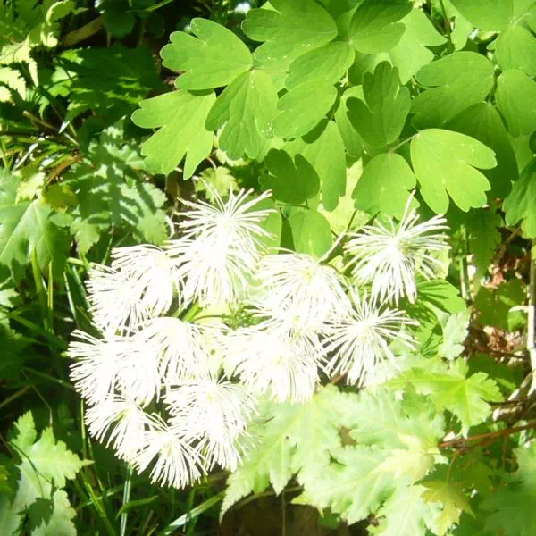 ミヤマカラマツ