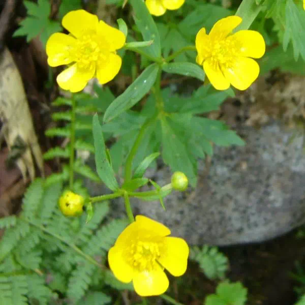 ミヤマキンポウゲ