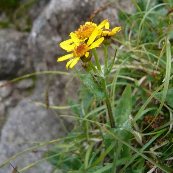 ミヤマオグルマ