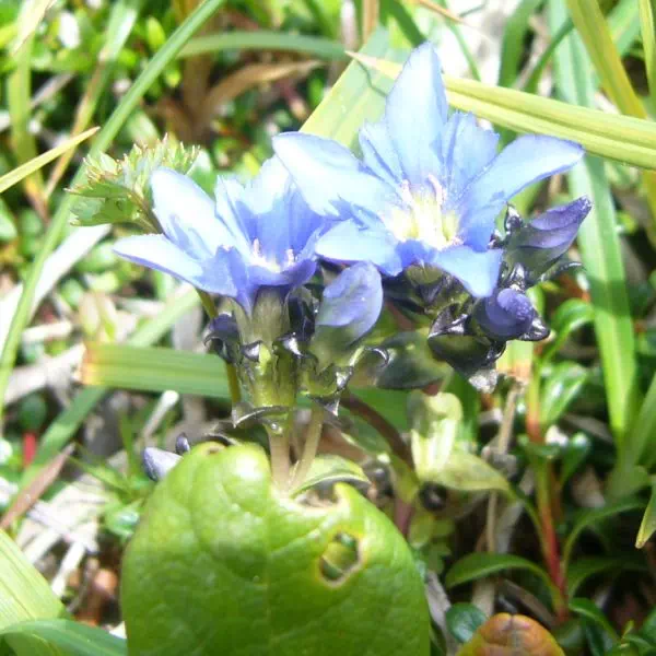 ミヤマリンドウ