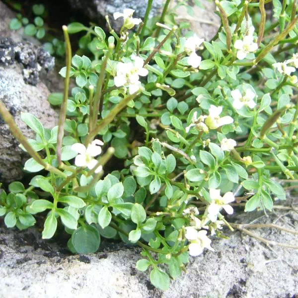 ミヤマタネツケバナ