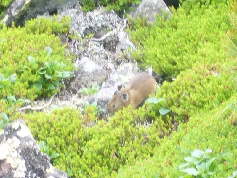 なきうさぎ なきうさぎ