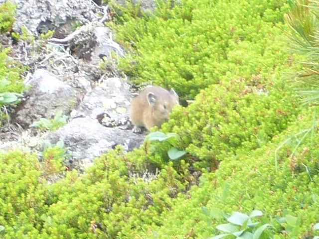 なきうさぎ なきうさぎ