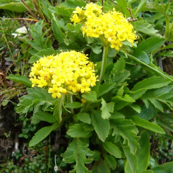 タカネオミナエシ