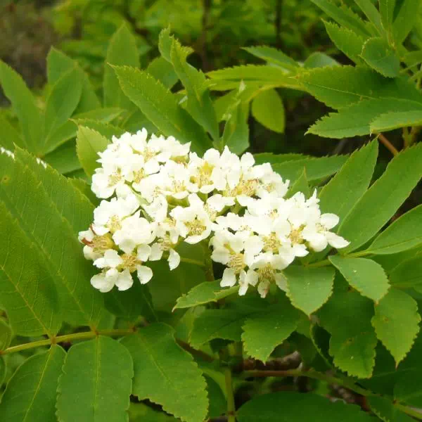 ウラジロナナカマド