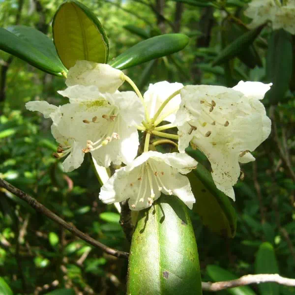 キバナシャクナゲ