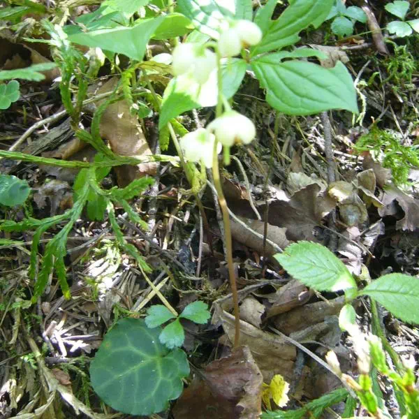 コバノイチヤクソウ