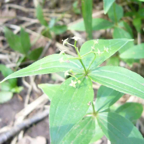 オオバノヨツバムグラ