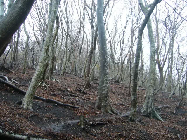 広葉樹林 広葉樹林