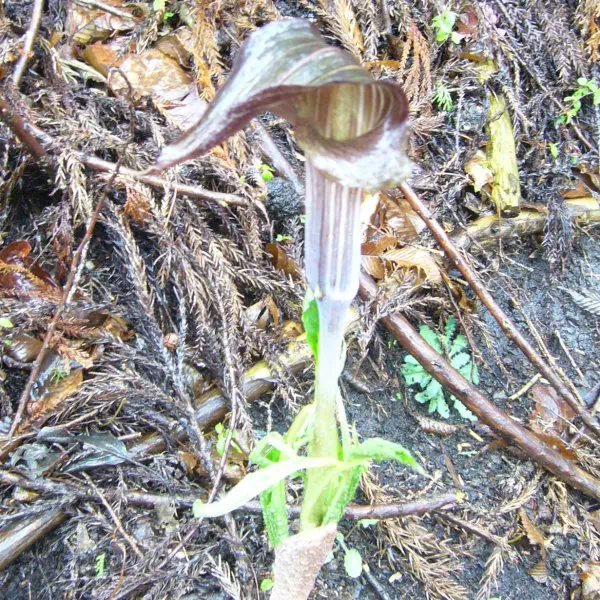 ミミガタテンナンショウ ミミガタテンナンショウ