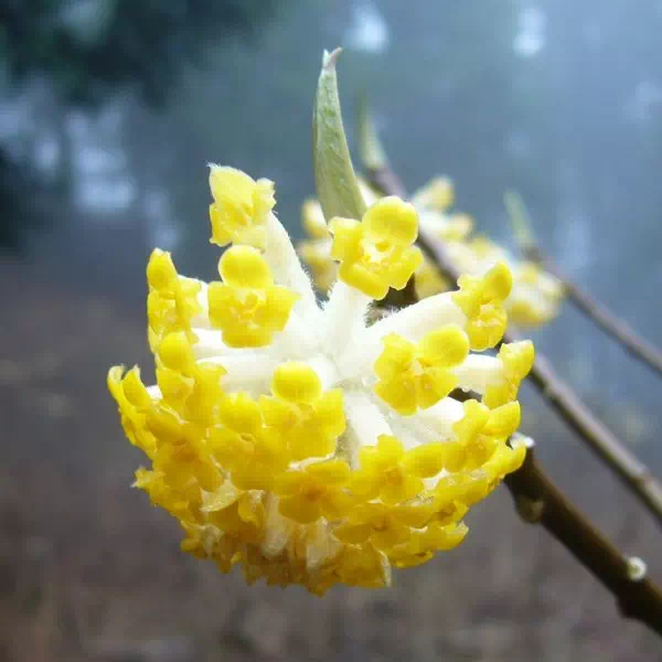 ミツマタ ミツマタ