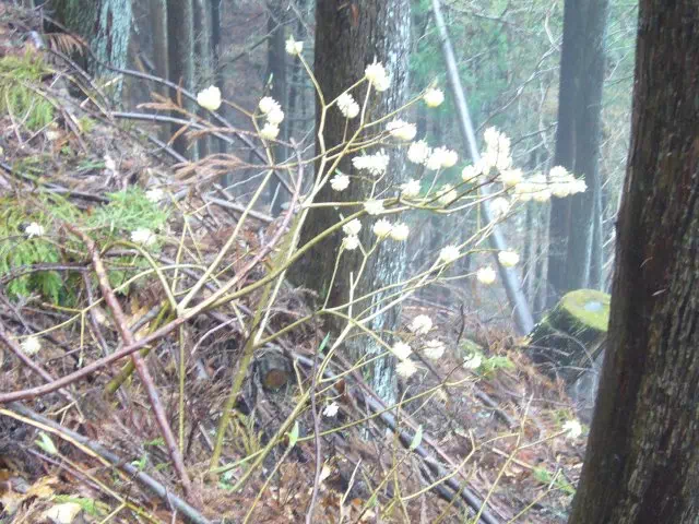 ミツマタ ミツマタ