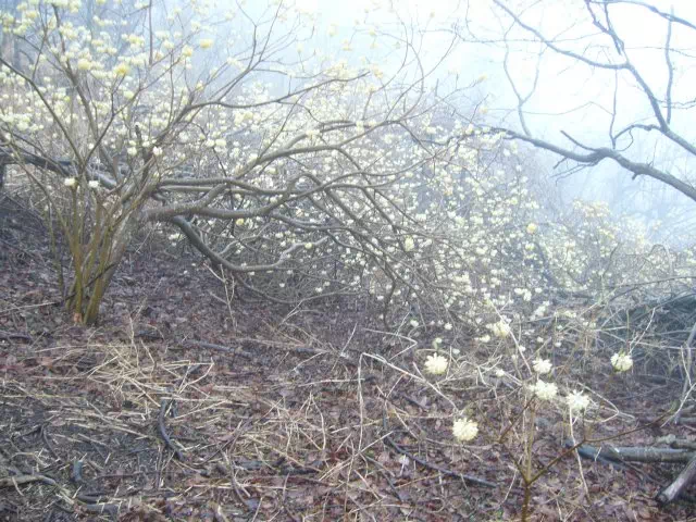 ミツマタ ミツマタ