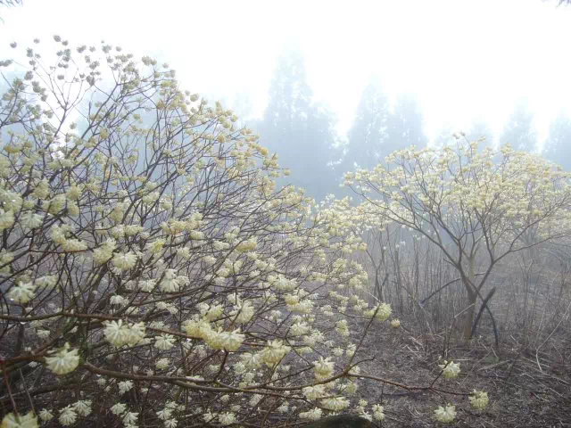 ミツマタ ミツマタ