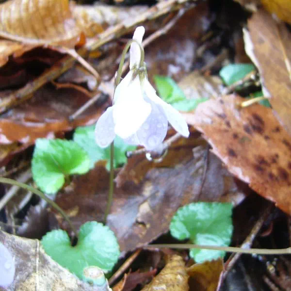 タチツボスミレ