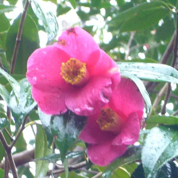 ヤブツバキ ヤブツバキ