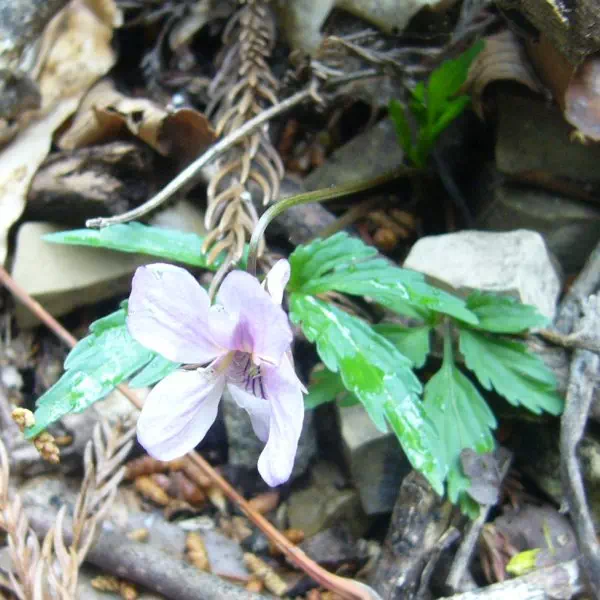 エイザンスミレ