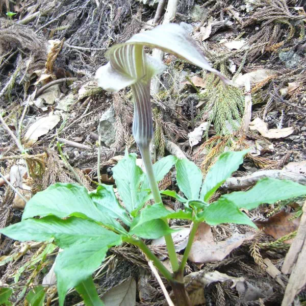 ミミガタテンナンショウ