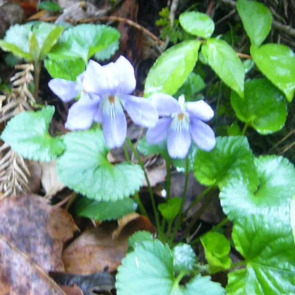 タチツボスミレ