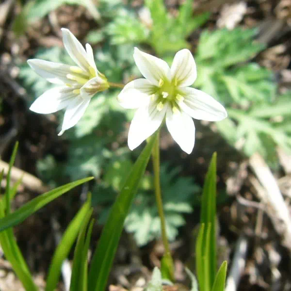 ホソバノアマナ