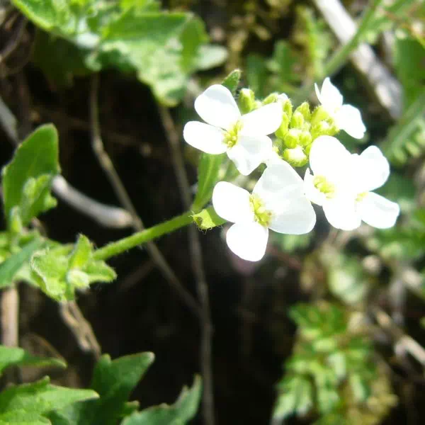 イブキハタザオ