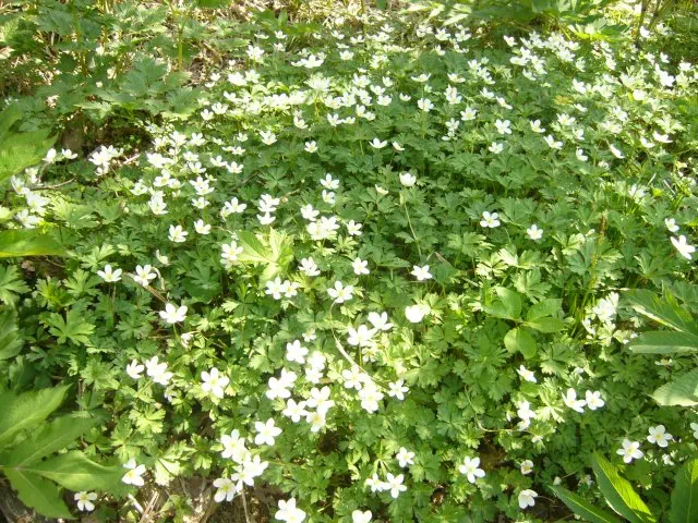 ニリンソウ ニリンソウ