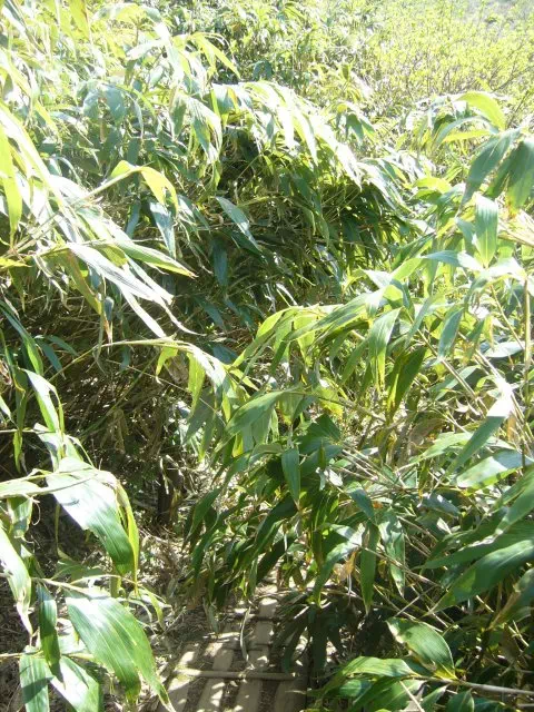 ささやぶ ささやぶ