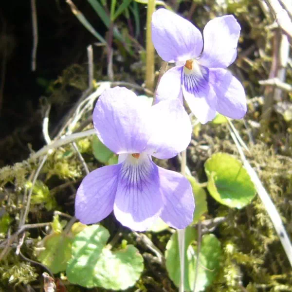 タチツボスミレ