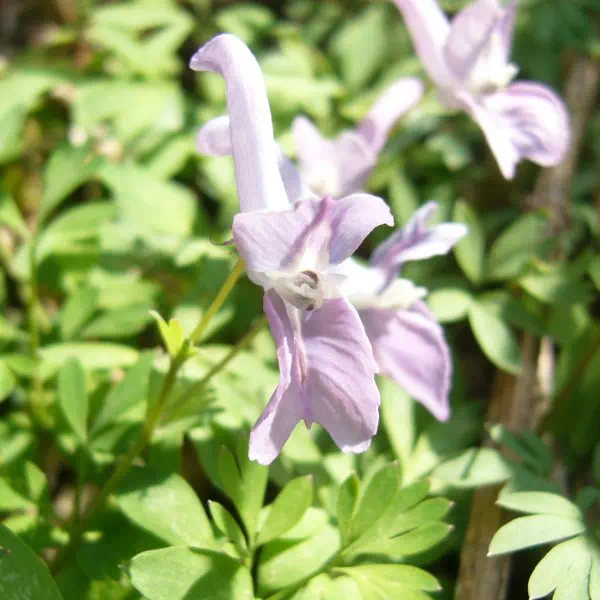 ヤマエンゴサク