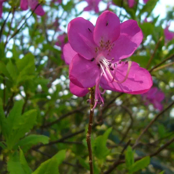 ムラサキヤシオ