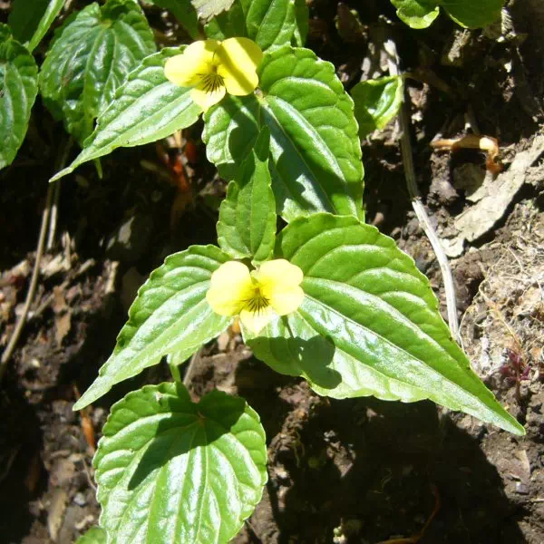 オオバキスミレ