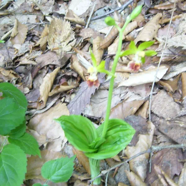 サルメンエビネ