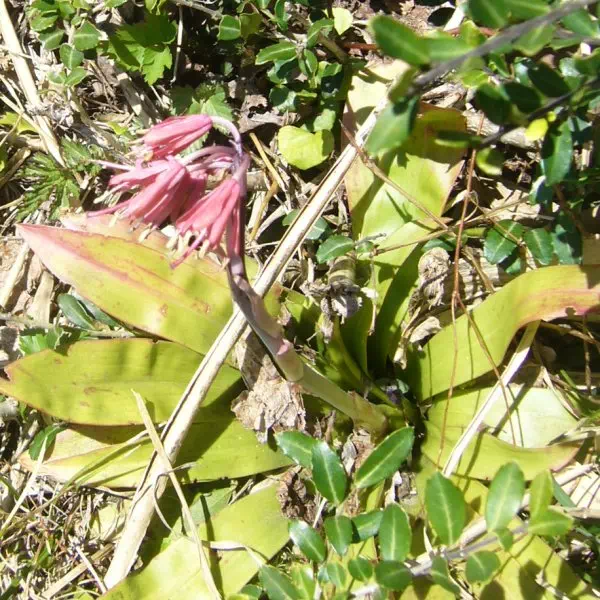 ショウジョウバカマ