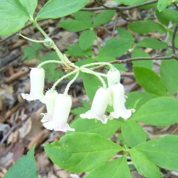 ウスギヨウラク