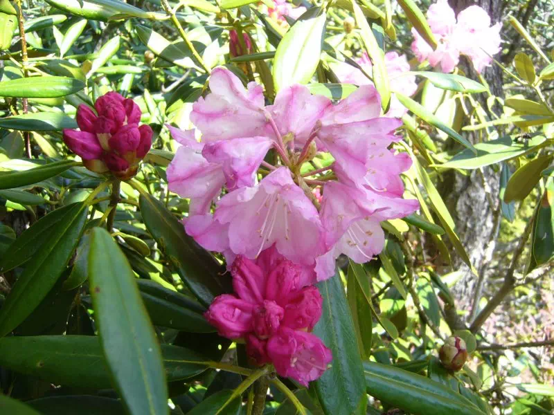 アズマシャクナゲ アズマシャクナゲ