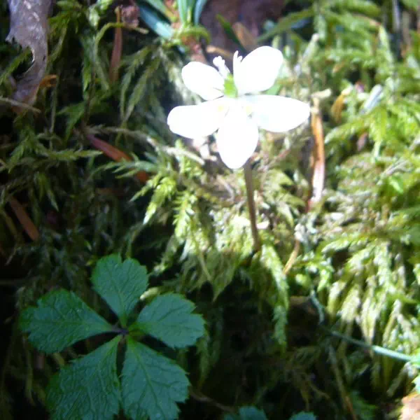 バイカオウレン